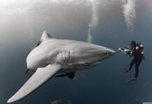 Buceo entre tiburones en las islas Bahamas