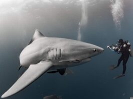 Buceo entre tiburones en las islas Bahamas