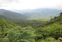 Monteverde, La reserva biológica del bosque nuboso