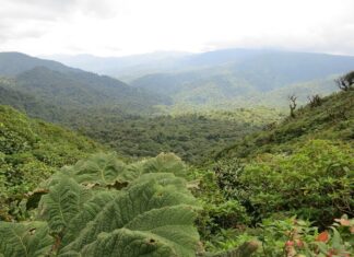Monteverde, La reserva biológica del bosque nuboso