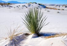 White Sands, un desierto único que cambió el mundo