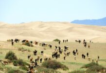 El infierno de cruzar el desierto de Gobi