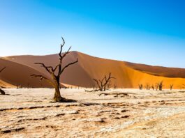 Namibia en su máxima esencia: una travesía por los lugares imprescindibles del país más fascinante del África austral Image by Ton W from Pixabay